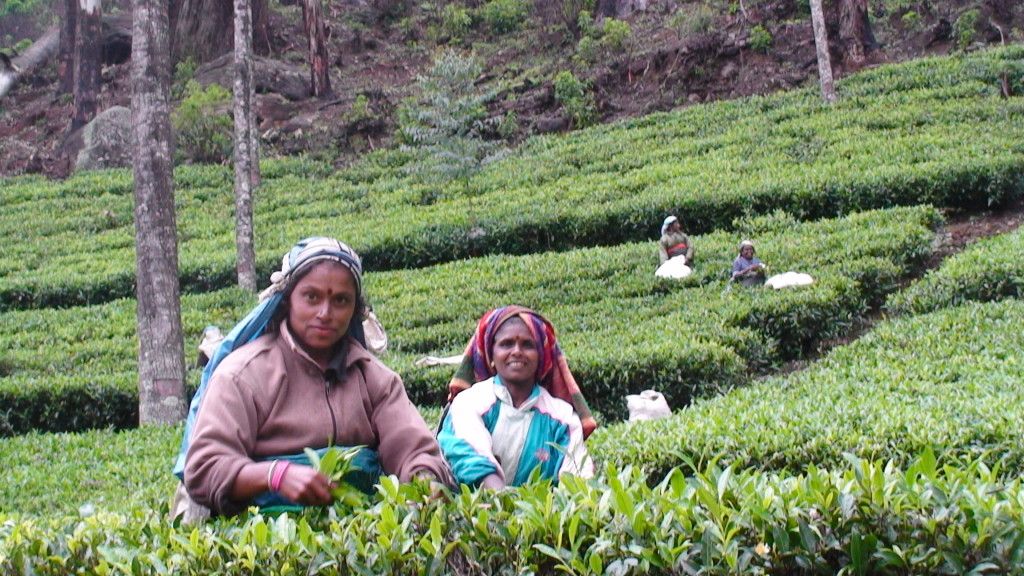  Women plucking tea leaves (two leaves and a bud).